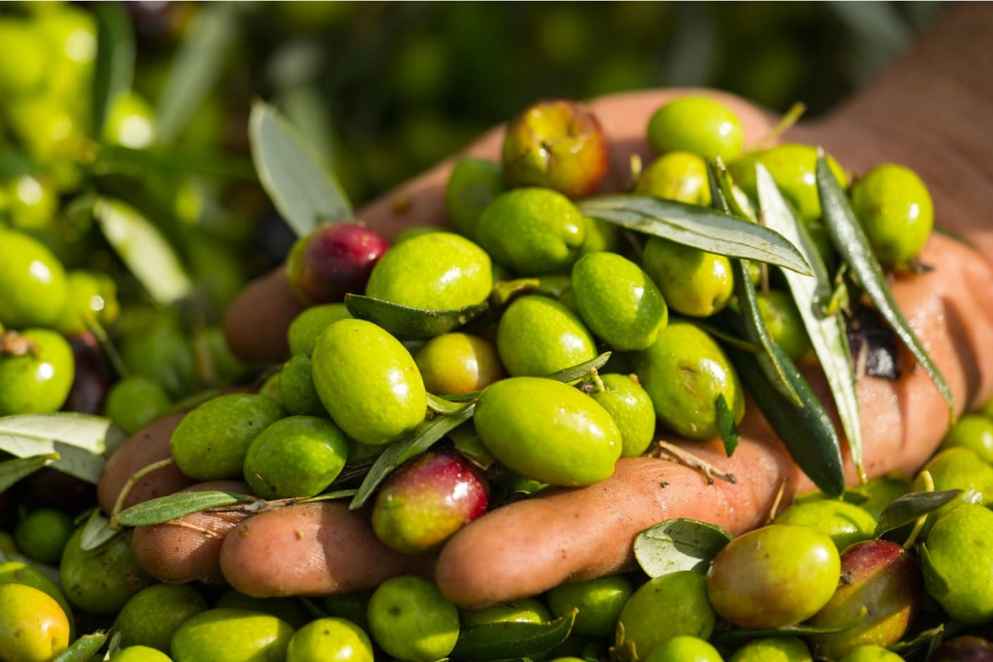 Extra Virgin Olive Oil Seed